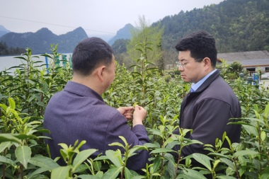 武陵紅著力打造“國際化標準有機茶園”